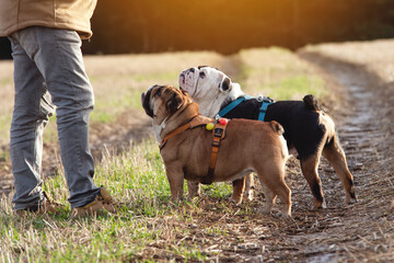 A pensioner with English British bulldogs  training them  on the grass in park. Dog training. Free time in retirement.