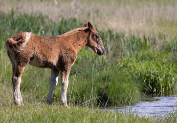 Fototapeta premium Fohlen steht vor wassergraben