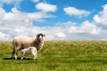 The grazing sheep and  lamb on the meadow in Peak District against the blue sky © Iryna