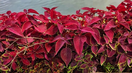 Natural background of Coleus plant foliage with abstract texture of bright red flowers