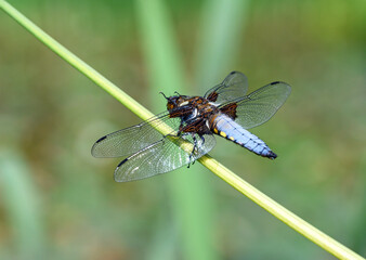 A broad-bodied chaser (Libellula depressa) sitting on a reed.  The broad-bodied chaser is a true...
