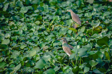 The Indian pond heron or paddybird is a small heron. It is of Old World origins, breeding in southern Iran and east to the Indian subcontinent, Burma, and Sri Lanka.