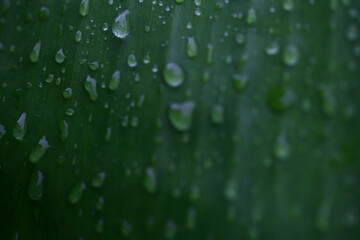 Banana Leaves Texture Background Close up