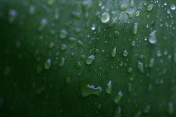 Banana Leaves Texture Background Close up