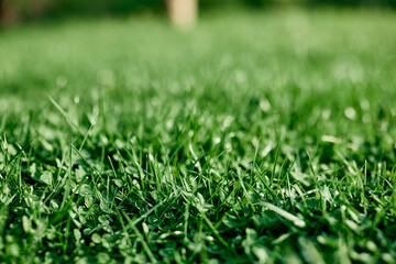 Young summer clover grass and microclover close-up, greening the environment, summer sunlight on...
