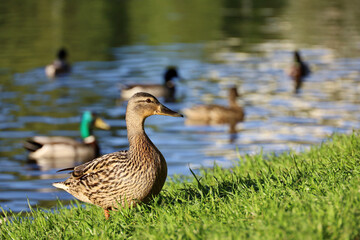 Mallard ducks on a lake in summer park. Female wild duck in the foreground in green grass