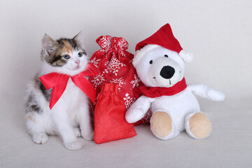 Christmas Cat. Tabby kitten. Close up. Holiday. Kitty animal pet cat. Christmas presents concept. Kitten with a red bow tie sitting near a teddy bear in a Santa hat. Merry Christmas. Happy New Year. 