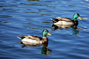Mallard ducks swimming on a lake in summer park. Two male ducks with reflection in blue water