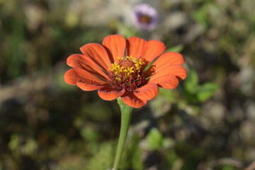 orange flower in the garden