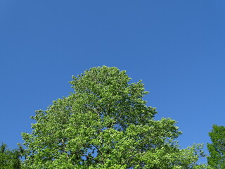 青空と初夏の森