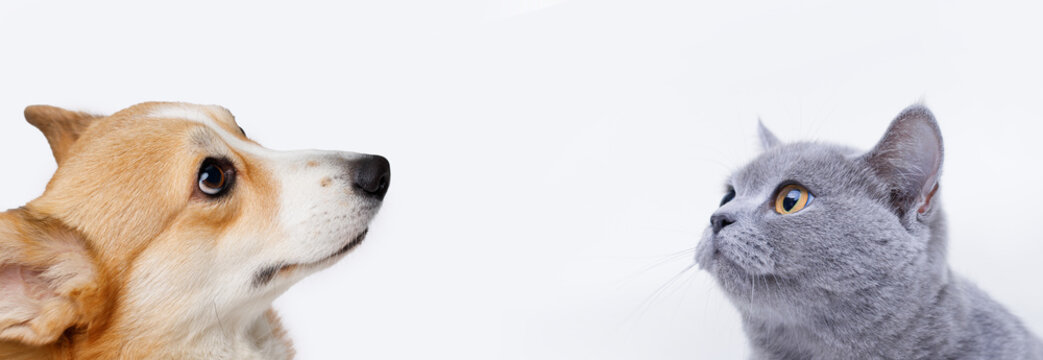 Funny gray kitten and dog on white background. Free space for text. Wide angle horizontal wallpaper or web banner. 