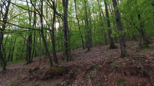 Wild goats in the forest slow motion handheld movement