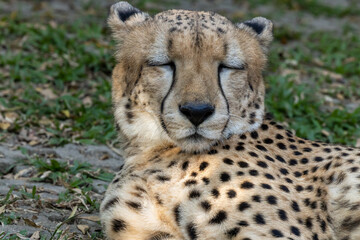 Leopard headshot close up lying on soft green grass with leopard pattern spots clearly visible, Cheetah lieing