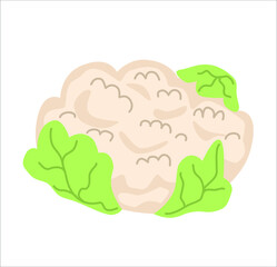 Cauliflower head with leaf. Healthy raw vegetables. Natural fresh food plant icon in doodle style. Flat vector illustration isolated on white background. Vegetarian cultivated food