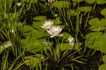 Weiße Wasserlilien in Teich