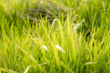 Beautiful nature, verdant trees with bright sky. and a tall white windmill Producing electricity in Thailand