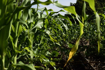 Obraz premium green field