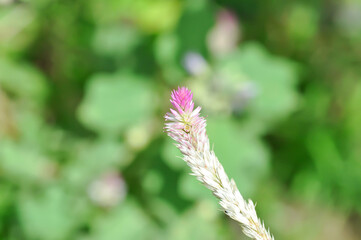 Celosia argentea , Cocks comb or Foxtail amaranth or pink flower or AMARANTHACEAE