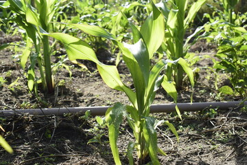 Obraz premium corn field