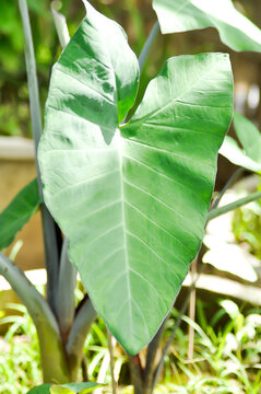 xanthosoma sagittifolium, malanga or xanthosoma or Colocasia