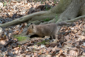 At birth, red foxes are actually brown or gray. 