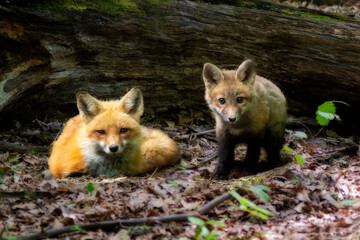 Adult fox his with dirty kit