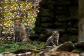 Male red fox watching his baby kit