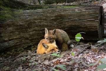 Red fox with baby red fox a kit