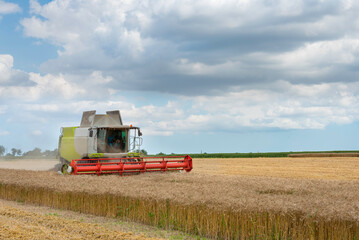 Fototapeta na wymiar Combine harvester harvesting yellow wheat.