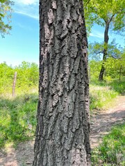 Oak tree trunk in Gerecse mountains in Hungary