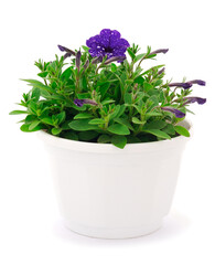 Naklejka na ściany i meble Bouquet of flowers petunia in a pot.