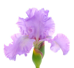 Iris flower isolated.