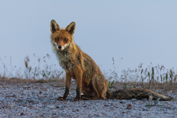 Fototapeta premium red fox vulpes