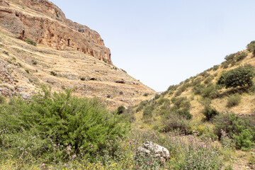Fototapeta na wymiar Overgrown with grass and bushes, the slope of Mount Arbel, located on the shores of Lake Kinneret - the Sea of Galilee, near the city of Tiberias, in northern Israel.