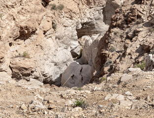 Dry  river bed passing through the stone desert near the Khatsatson stream, on the Israeli side of the Dead Sea, near Jerusalem in Israel