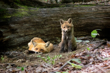 Male red fox with his kit
