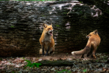Naklejka na ściany i meble Male red fox and kit talking