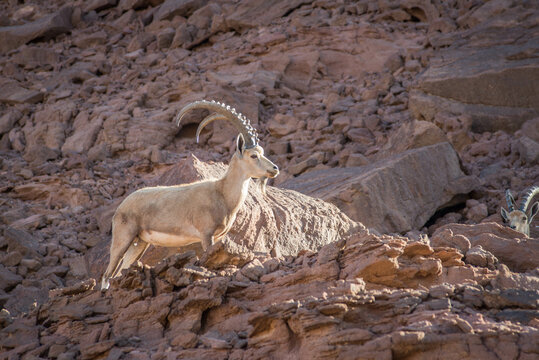 Isra&euml;l - Parc de Timna - Ibex de Nubie