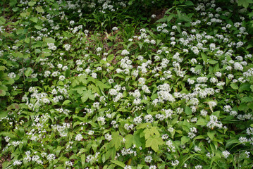 Fototapeta na wymiar Bärlauch Blütte im Frühling
