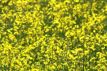 It is pretty warm today