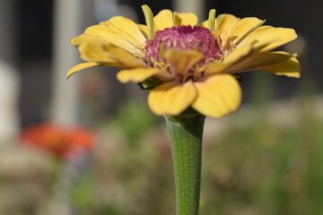 yellow flower