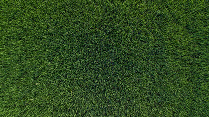 Aerial top view fresh green grass or lawn For football and soccer fields or golf courses or...