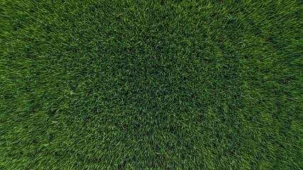 Aerial top view fresh green grass or lawn For football and soccer fields or golf courses or grassland. For use to make background or wallpaper garden or turf. The fresh field for a ground