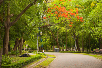  trees, flowers and walk way in Chatuchak Park, Bangkok, Thailand