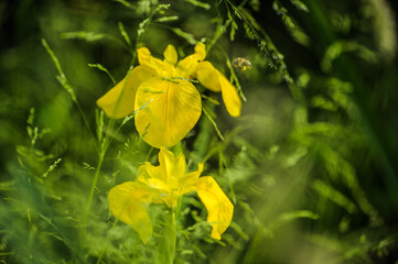 Sumpfschwertlilie Iris pseudacorus mit Biene vor unscharfem Hintergrund