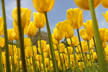 Fototapeta premium Istanbul tulip: Tulip (Tulipa), common name of bulbous, perennial plant species grown as ornamental plants, forming the genus Tulipa from the lily family, colorful tulips