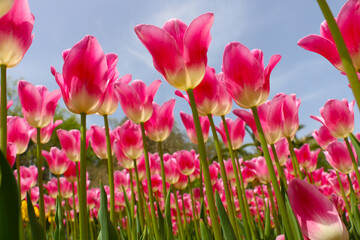 Istanbul tulip: Tulip (Tulipa), common name of bulbous, perennial plant species grown as ornamental plants, forming the genus Tulipa from the lily family, colorful tulips
