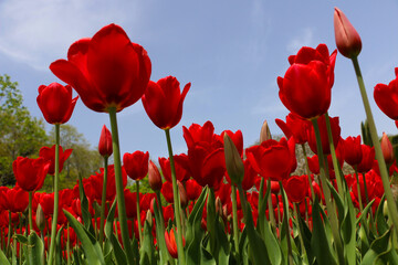 Istanbul tulip: Tulip (Tulipa), common name of bulbous, perennial plant species grown as ornamental plants, forming the genus Tulipa from the lily family, colorful tulips
