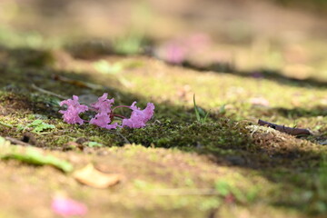 flower
