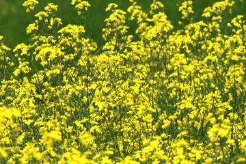 It is pretty warm today